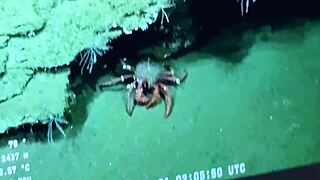 mi padrastro me ayuda con un gran proyecto en casa argentina