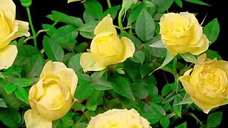 my college friend fucked me hard in a group setting